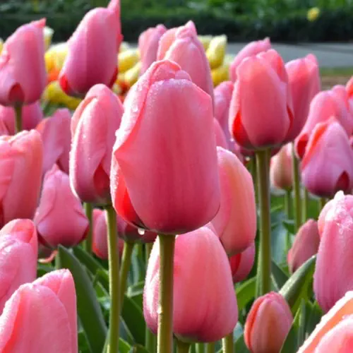 Tulip Big Love Pink Flower Bulb