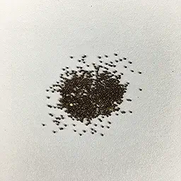 Petunia Grandiflora White Color Flower Seeds