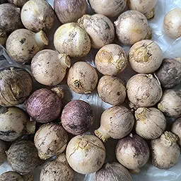 Allium Cowanii Color Flower Bulb