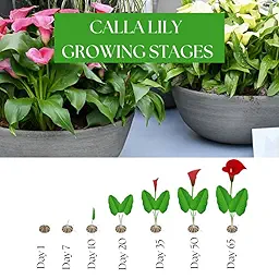 Black Calla Lily Bulbs 1Pcs – Exotic Summer Flower Bulb