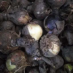 Aztec Lily Jacobean Lily Sprekelia Flower Bulb