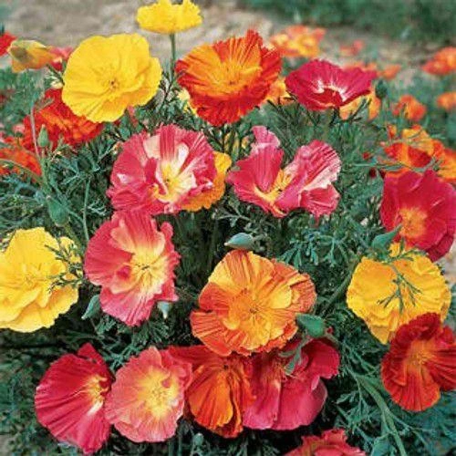 California Poppy Any Color Flower Seeds