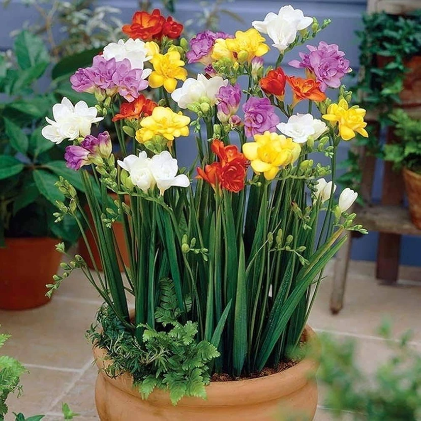 Freesia Mix Color Flower Bulbs