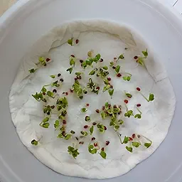 Premium Broccoli Seeds for Organic Harvest (Hari Gobhi/हरी गोभी/ब्रोकली के बीज)