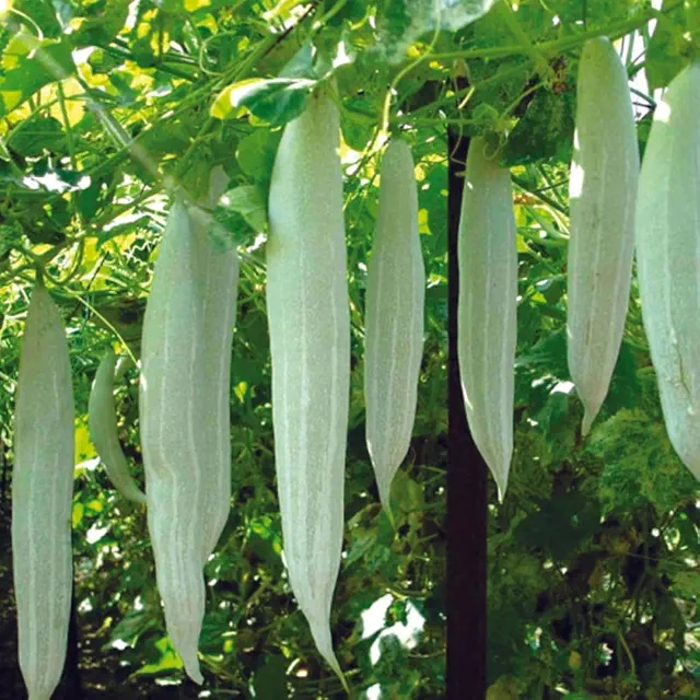 Organic Snake Gourd Seeds - Open Pollinated
