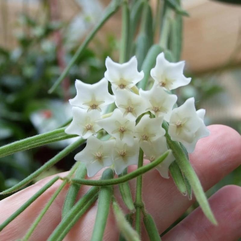 Buy Hoya Linearis | PlantZone