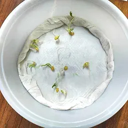Chilli Yellowish Light Green (Thick wall fruits) F1 Hybrid Seeds (Mirch/ मिर्च के बीज)