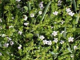 bacapa monnieri
