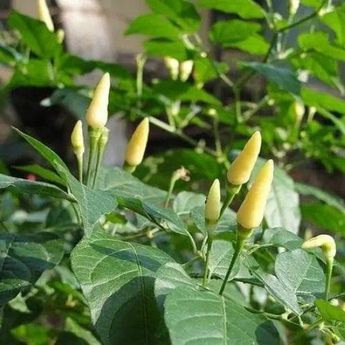 Organic White Bird Eye Chilli Seed - Open Pollinated