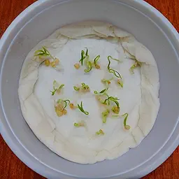 Chilli-Pepper Sweet Banana Seeds (Mirch/ मिर्च के बीज)