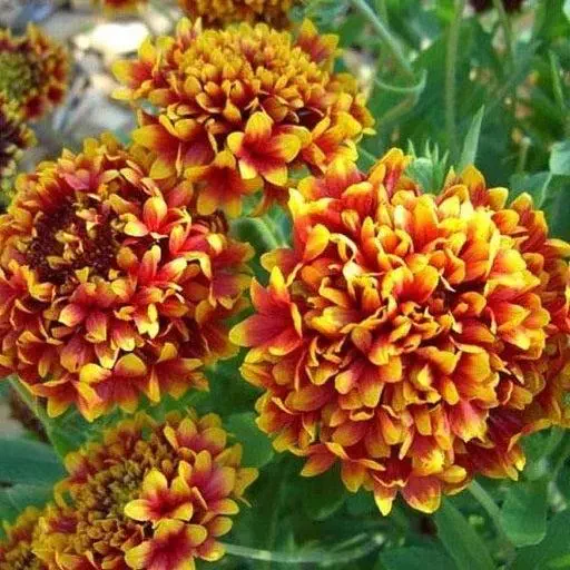 Gaillardia Finest F1 Mixed Color Flower Seeds