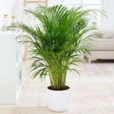 Bamboo Plant Seeds