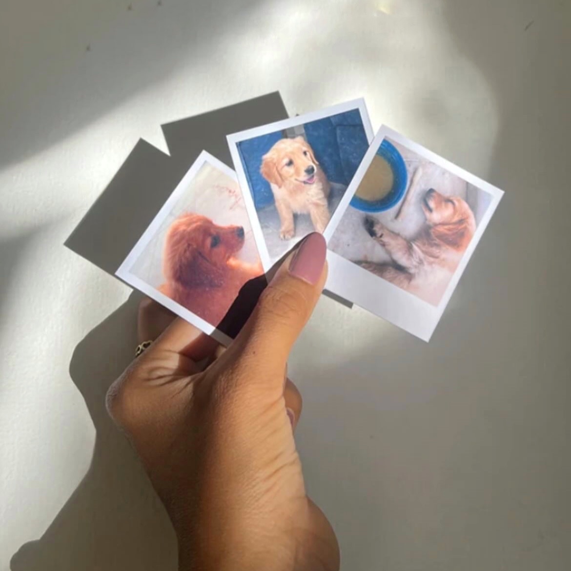 Buy Polaroids The Lily Store