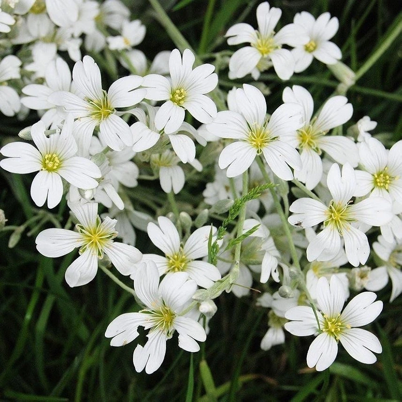 Gypsophila White Color Flower Seeds