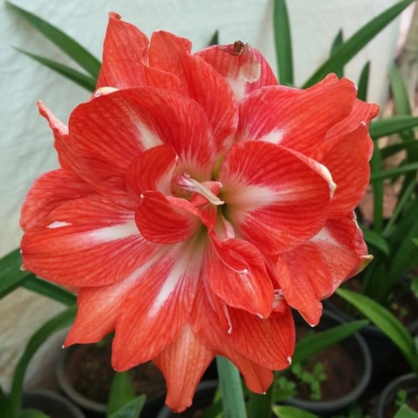 Amaryllis Lily Double Petal Any Color Flower Bulb