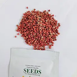 Early Coriander Seeds For Home Gardening Harvest In 5-6 Weeks