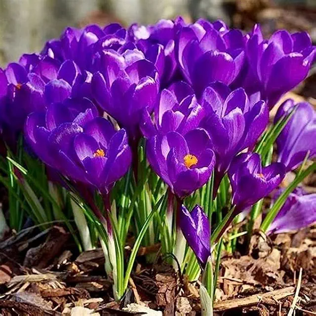 Crocus vernus Flower Record Dutch Crocus Color Flower Bulb