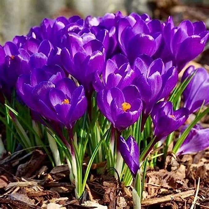 Crocus vernus Flower Record Dutch Crocus Color Flower Bulb