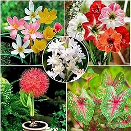 Combo of Summer Flower Bulbs – 5 Varieties, 10 Bulbs