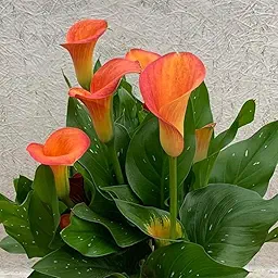 Calla Lily Orange Color Flower Bulb