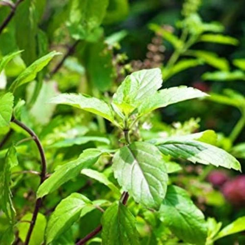 Tulsi Vana Plant Seeds | Herb Seeds