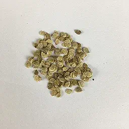 Tomato S Yellow Pear Exotic Vegetable Seeds