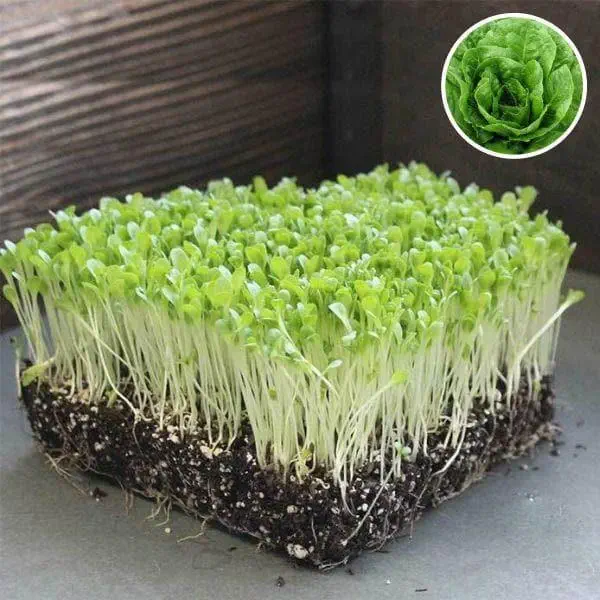 Lettuce Butter Crunch - Organic Microgreen Seeds
