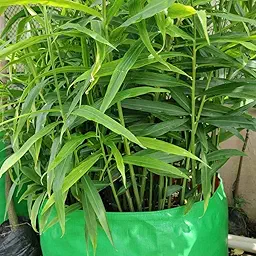 Ginger (Adrak) Rhizome/Root/Seeds For Planting/Growing/Sowing (400 g)