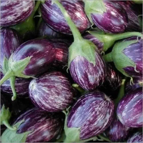Organic Brinjal / Manaparai Brinjal Seeds