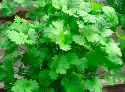 Coriander Dhania F1 Hybrid Seeds | Herb Seeds