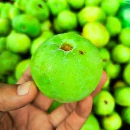 Tinda Round Gourd | Vegetable Seeds