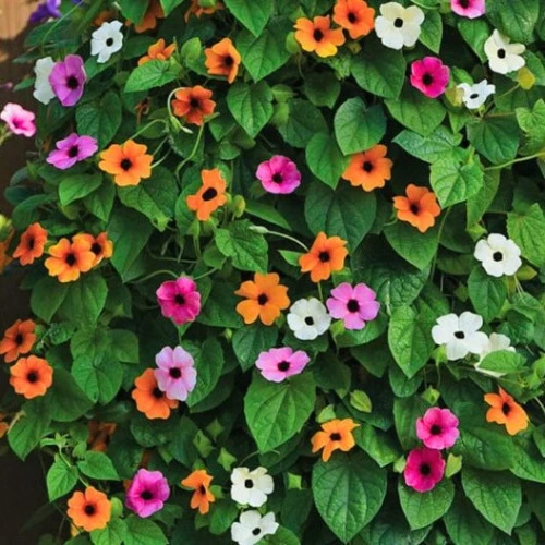 Thungbergia Grand Clock Vine Creeper Mix Color | Flower Seeds