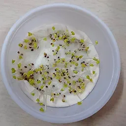 Cabbage (Patta Gobhi) Seeds  (Hari Patta Gobhi/हरी पत्ता गोभी के बीज)