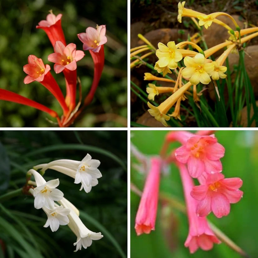 Ifafa Lily Any Color Flower Bulbs