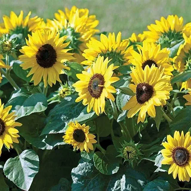 Sunflower Miniature Seeds - Hybrid