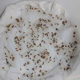 Desi Red Carrot Seeds (Desi Laal Gajar/ देशी लाल गाजर के बीज)