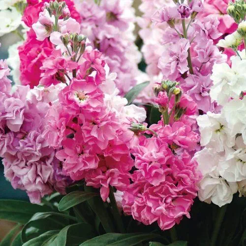 Stock Matthiola Incana Mixed Color Flower Seeds