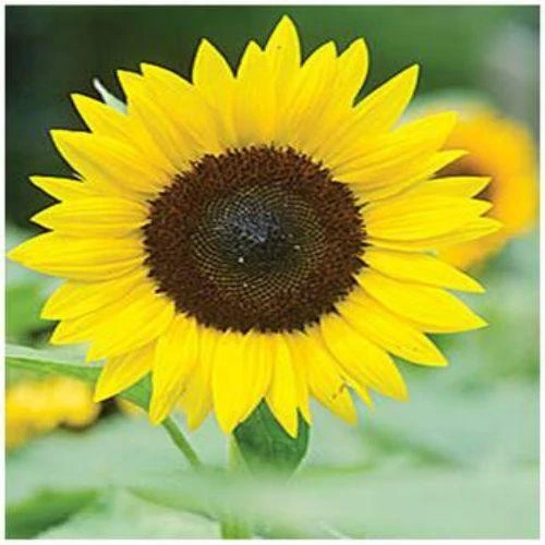 Sunflower Single Miniature Flower Seeds