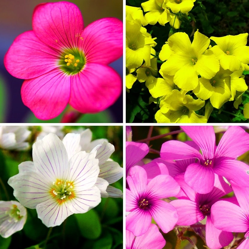 Oxalis Any Color Flower Bulbs