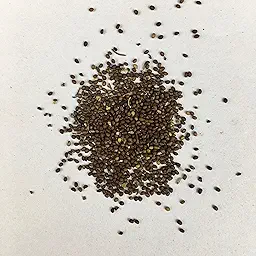 Tulsi Rama Plant Seeds | Herb Seeds