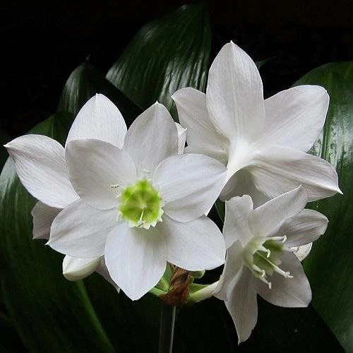 Eucharis Lily Amazon Lily Flower Bulb