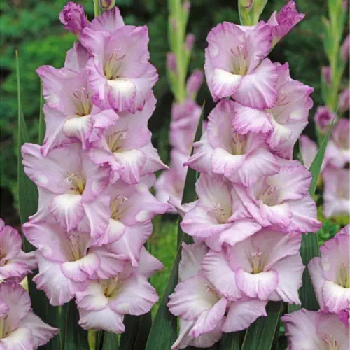 Gladiolus Blue Tropic Color Flower Bulbs