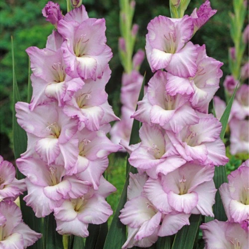 Gladiolus Blue Tropic Color Flower Bulbs