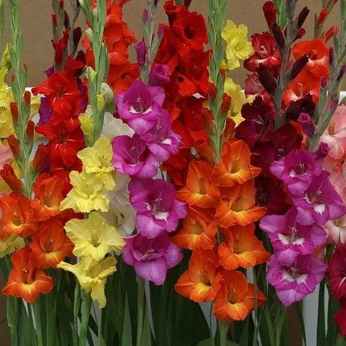 Gladiolus Any Color Flower Bulb