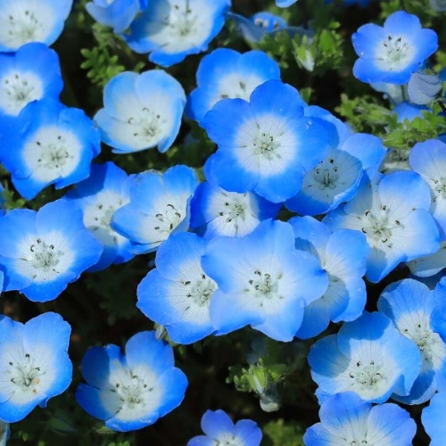 Nemophila Mix Color | Flower Seeds