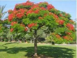 dionix regia