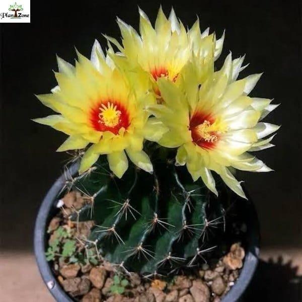 Shop online for Cactus from PlantZone