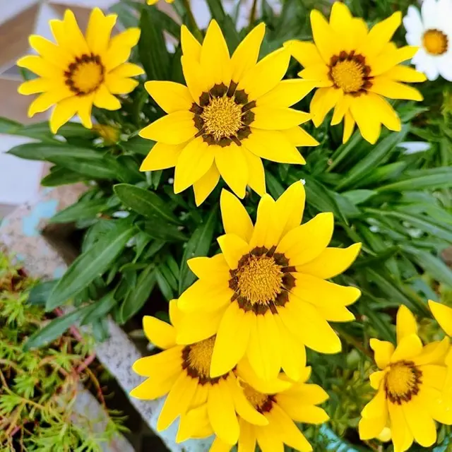 Sunflower Miniature Flower Seeds for Summer Season Home Gardening Seed (30 Seeds)