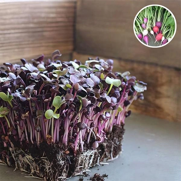 Radish Sango Red - Microgreen Seeds