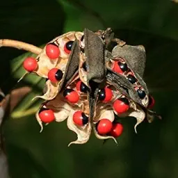 Red Gunja Seeds Chirmi Gurinvida Beads Ratti Gumchi | Herb Seeds